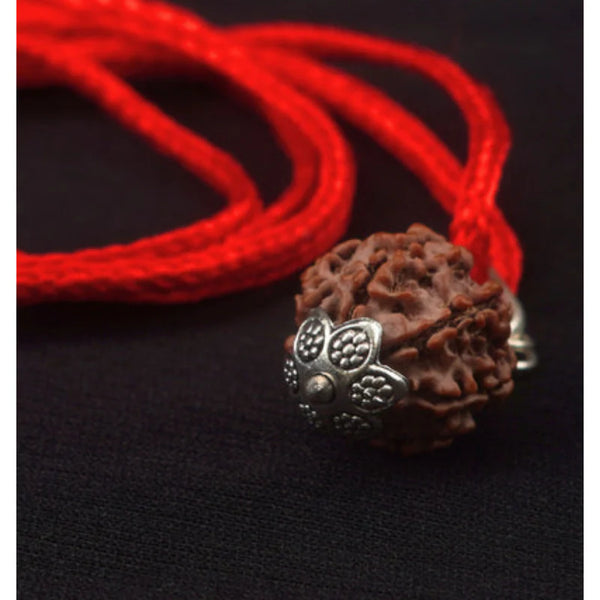 7 Mukhi Nepali Rudraksha - Saat Mukhi